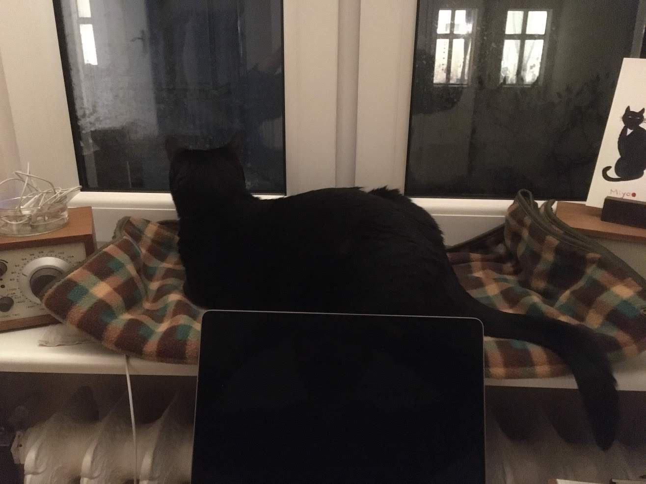 my laptop and black cat